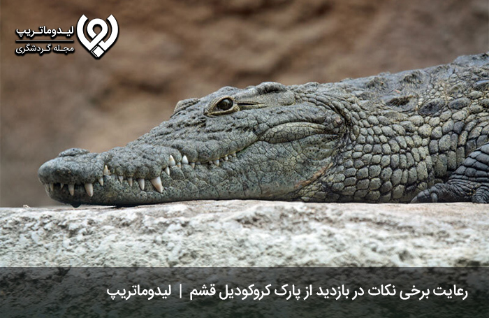 نکاتی برای بازدید از پارک کروکودیل