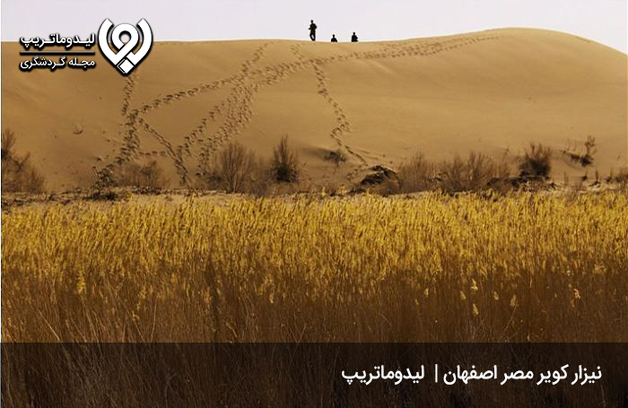 نیزار-کویر-مصر؛-نی‌هایی-با-ارتفاع-4-متر!