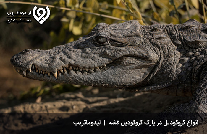 هزینه ورودی پارک کروکودیل نوپک