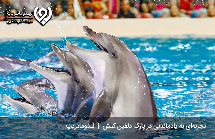 پارک-دلفین-کیش؛-تجربه‌ای-متفاوت-و-جذاب