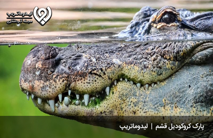 پارک کروکودیل جزیره قشم کجاست؟