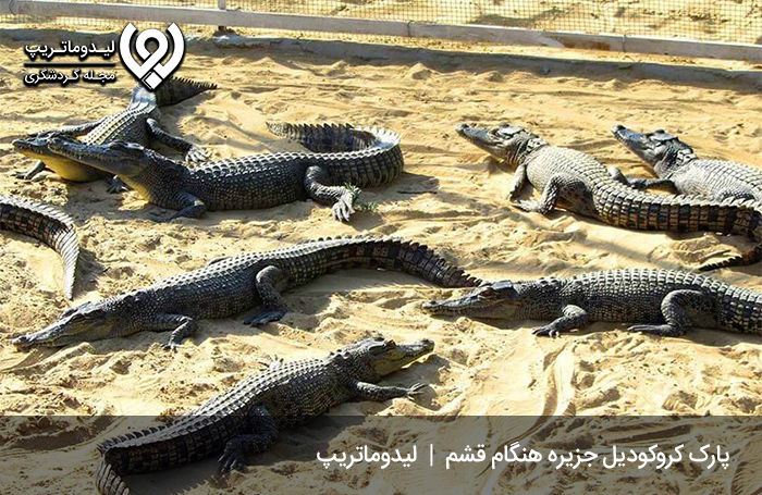 پارک-کروکودیل-نوپک؛-اولین-و-بزرگترین-پارک-کروکودیل-خاورمیانه