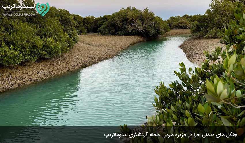 جنگل حرا از خاص ترین دیدنی های هرمز