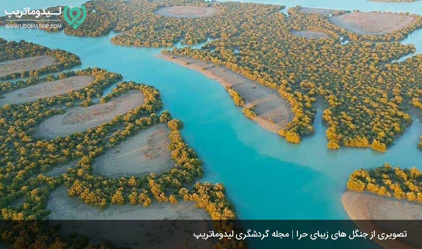 جنگل حرا از دیدنی های چابهار