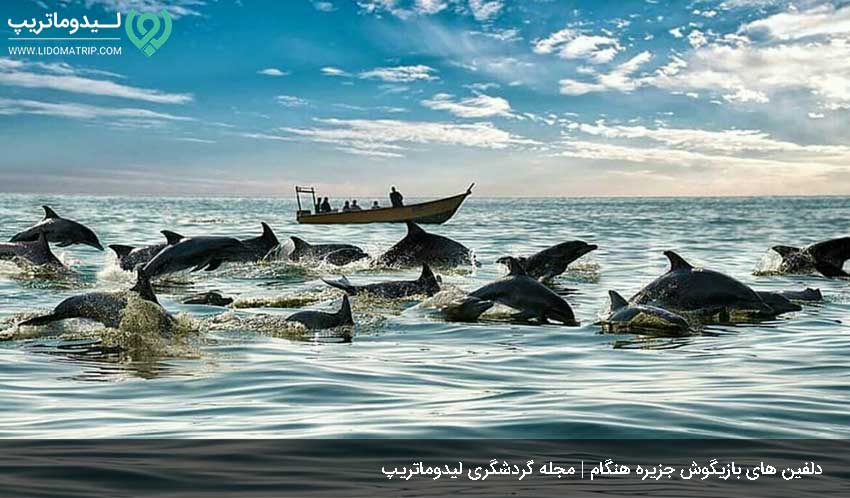 بهترین زمان برای دیدن دلفین های هنگام