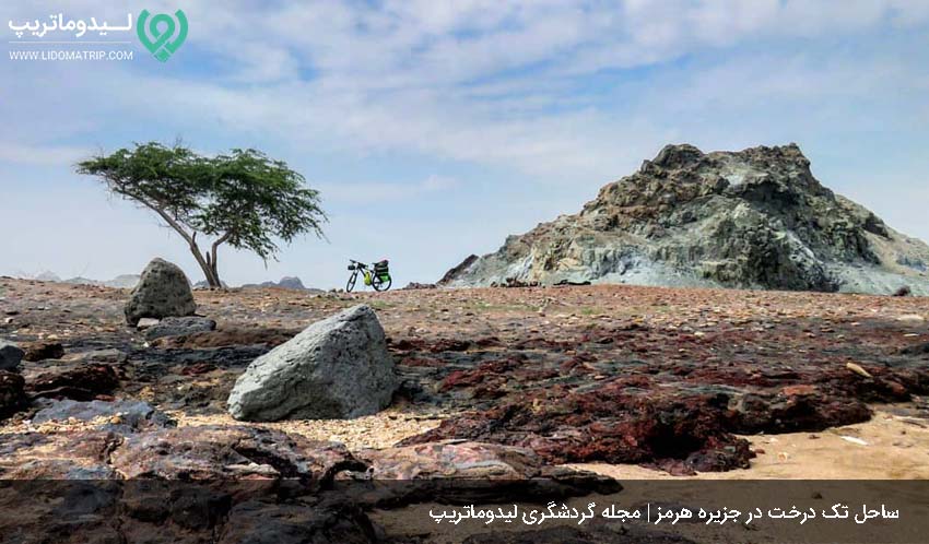 ساحل دیدنی تک درخت