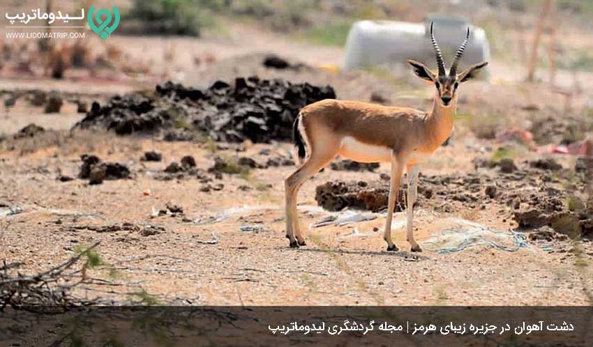 دشت آهوان از مکان های گردشگری هرمز