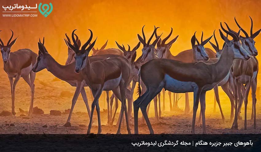 آهوی جبیر از جاهای دیدنی جزیره هنگام