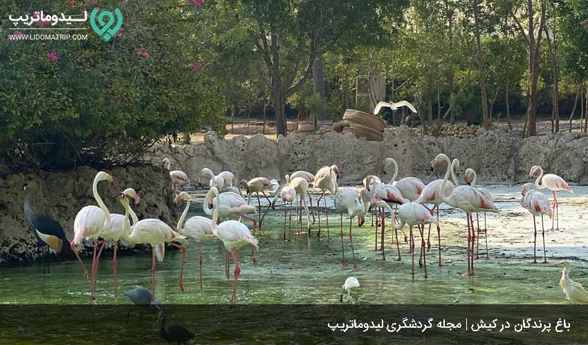 باغ پرندگان از تفریح های غیرآبی کیش