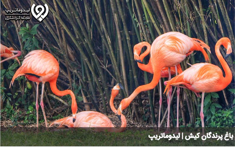 باغ پرندگان کیش