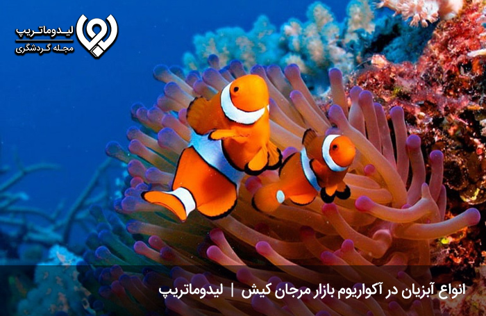 بازار-زیبای-مرجان-و-آکواریوم-آن