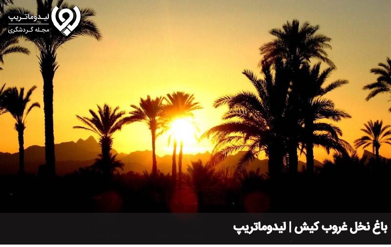نخلستان غروب کیش