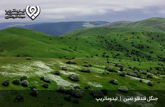 جنگل فندقلو در منطقه نمين