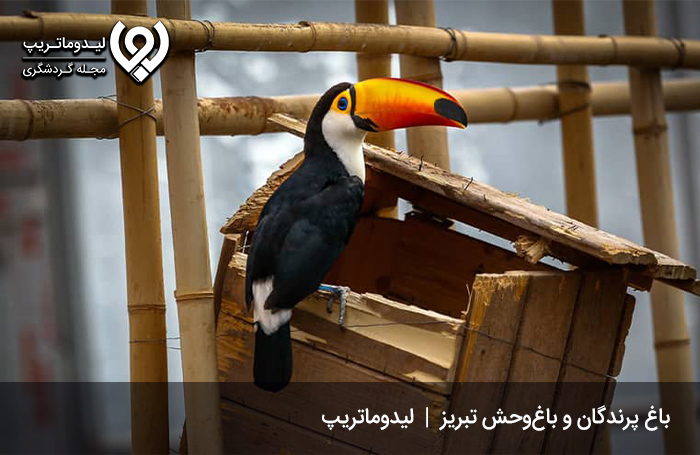باغ-وحش-و-باغ-پرندگان-تبریز