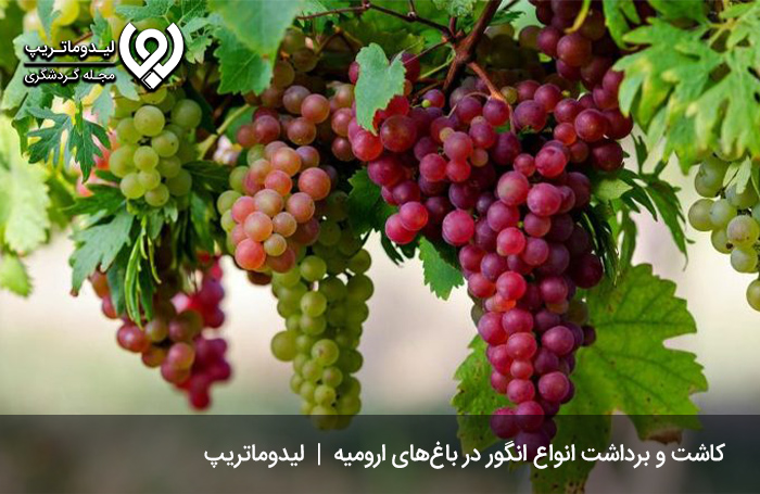 جشنواره-انگور-ارومیه؛-عرضه-انواع-انگورهای-لذیذ