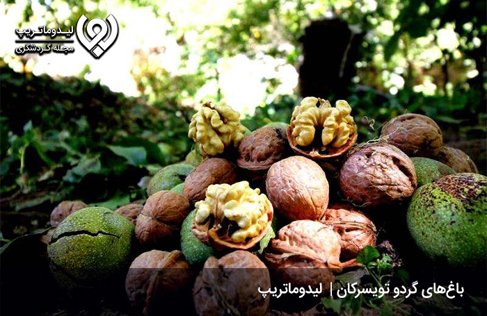 جشنواره-گردو-تویسرکان؛-جشنواره‌ای-پر-از-گردوهای-خوش-طعم