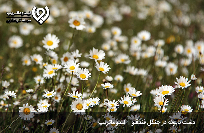 جنگل-فندقلو؛-مجموعه‌ای-تفریحی.
