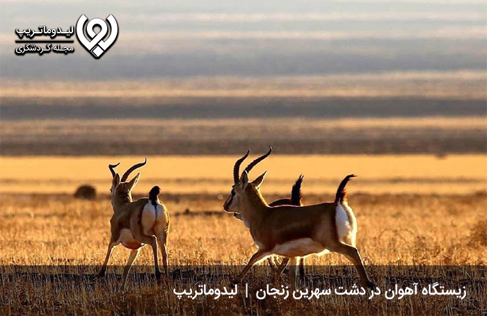 دشت سهرین؛ از آهوخیزترین مکان های دیدنی زنجان