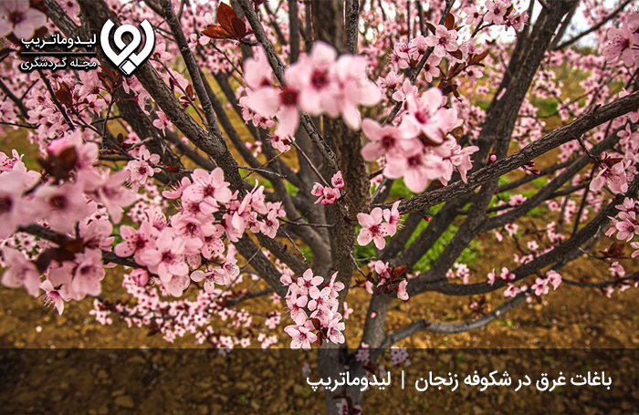 سفر به زنجان در بهار؛ حضور در میان انبوهی از شکوفه‌ها