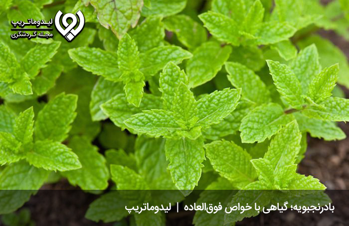عرق-بادرنجبویه؛-از-سوغات-ارومیه