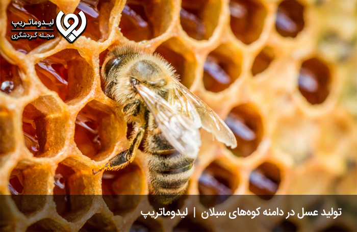 عسل-سبلان؛-عسلی-ناب-از-دامنه-کوه‌ها