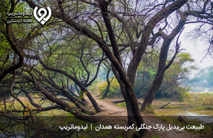 پارک جنگلی کمربسته؛ سفر به قلب طبیعت