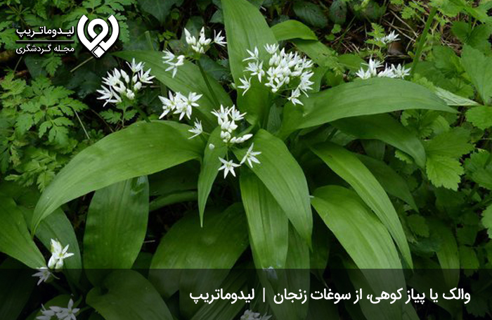 والک یا پیاز کوهی؛ گیاهی خودرو با خواصی کمنظیر