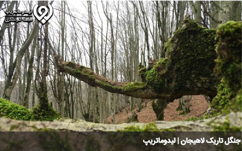 جنگل تاریک لاهیجان