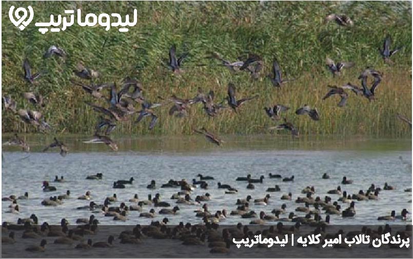 پوشش جانوری تالاب امیر کلایه