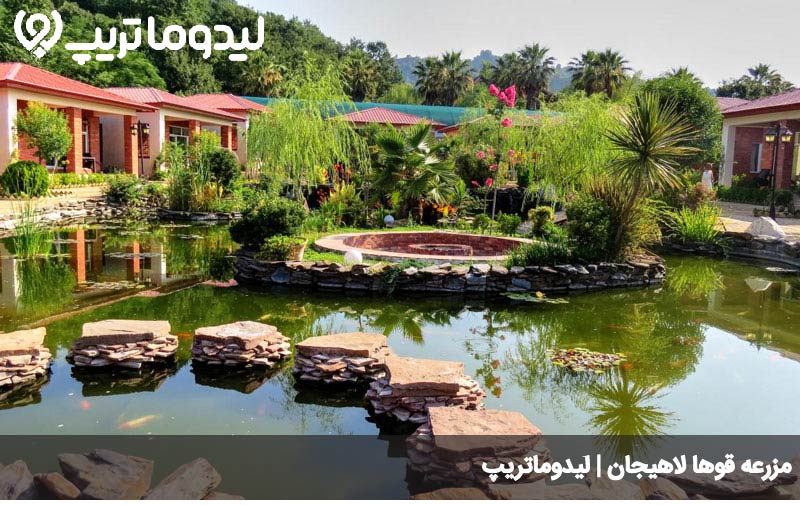 مزرعه قوها لاهیجان
