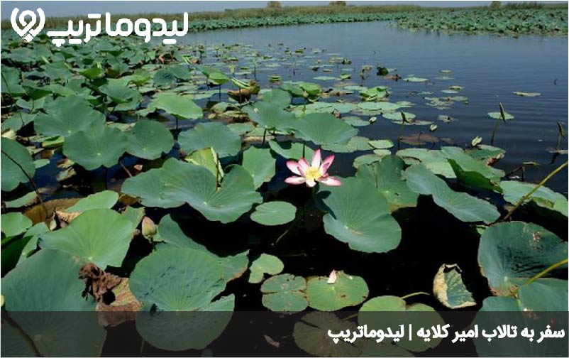 امیر کلایه