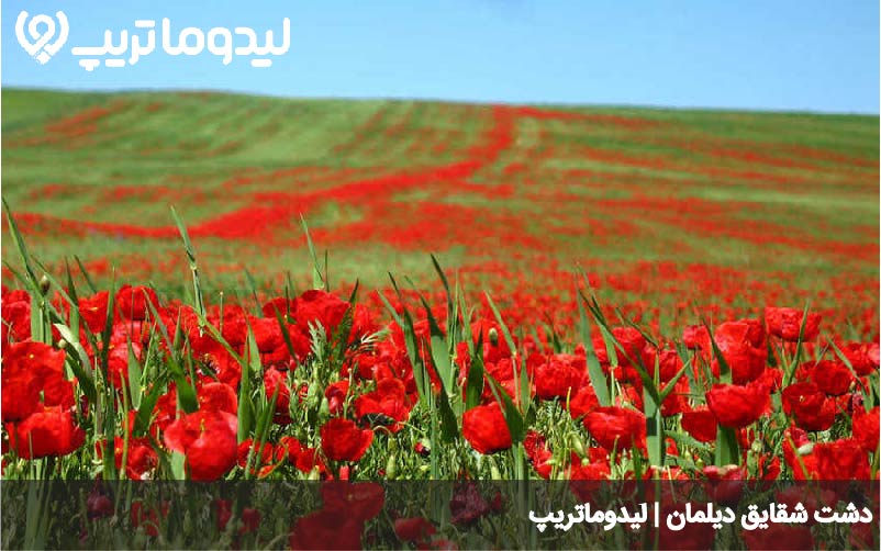 دشت شقایق دیلمان
