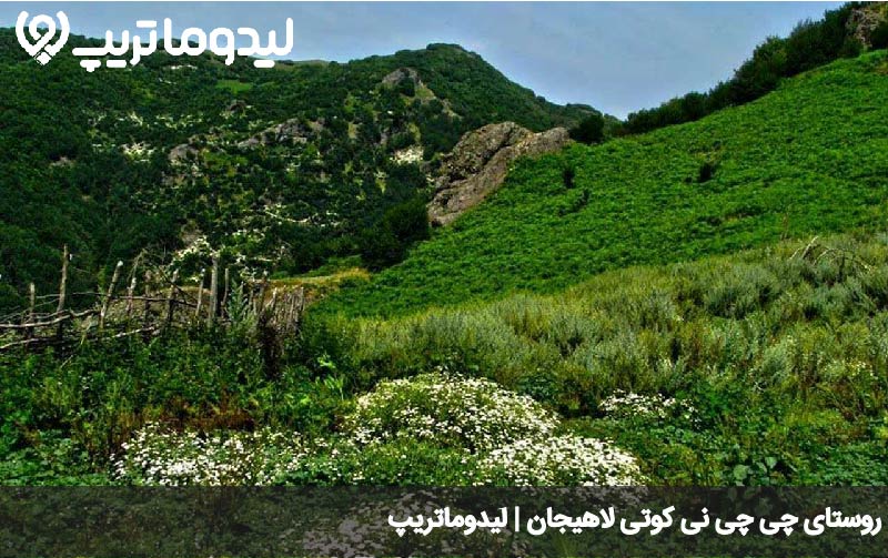 چی چی نی کوتی