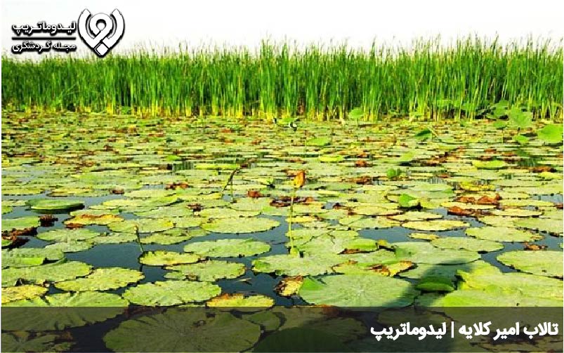 تالاب امیر کلایه لاهیجان