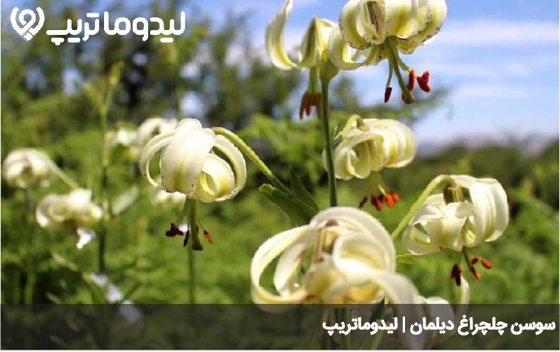 دشت سوسن دیلمان