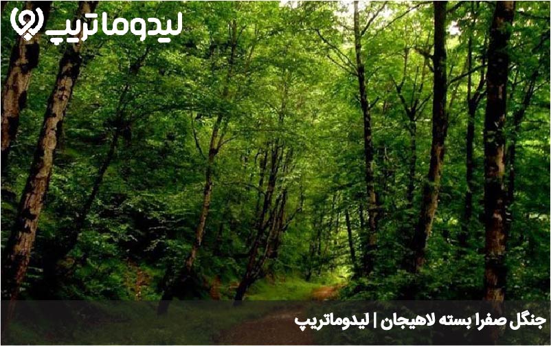 جنگل صفرا بسته