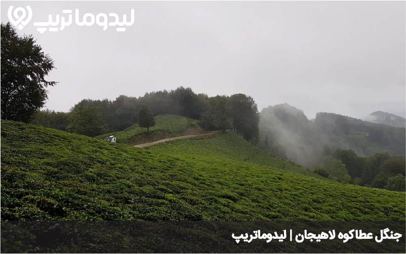 جنگل عطاکوه