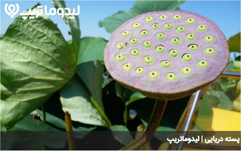 پسته دریایی تالاب امیر کلایه