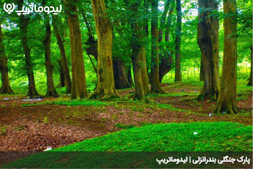 پارک جنگلی بندرانزلی