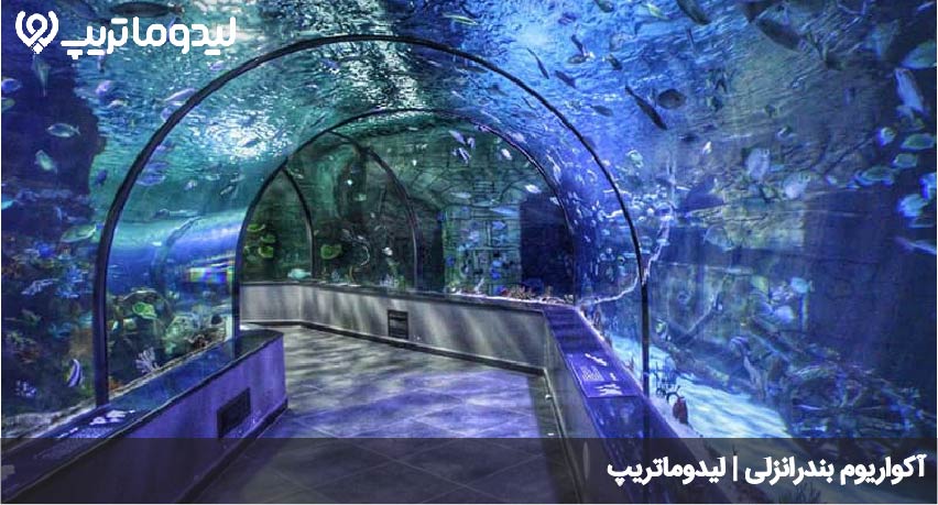اکواریوم انزلی