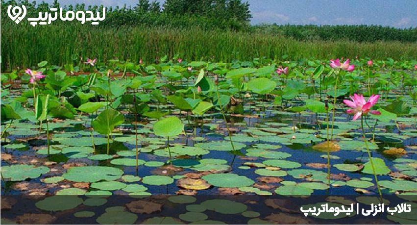 تالاب انزلی
