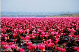 پوشش گیاهی تالاب انزلی
