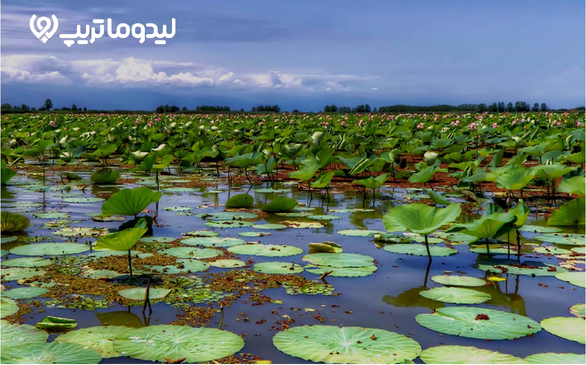 تالاب انزلی