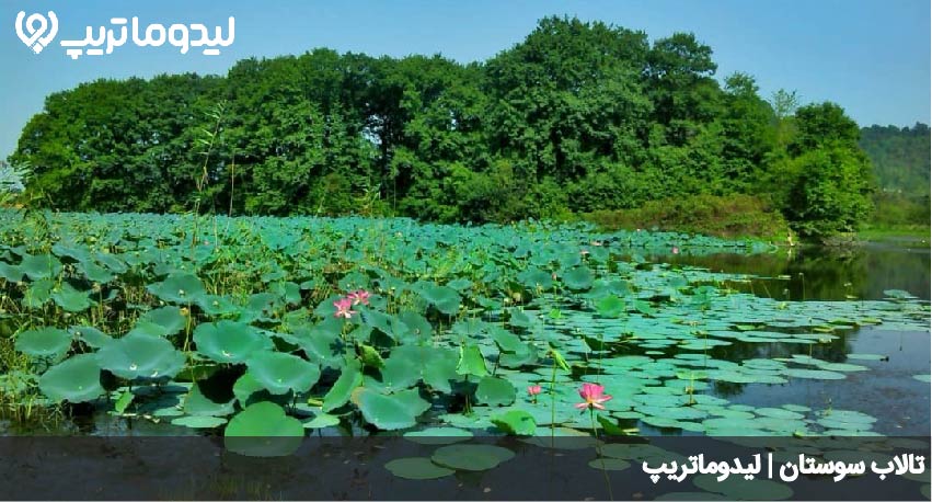 تالاب سوستان لاهیجان