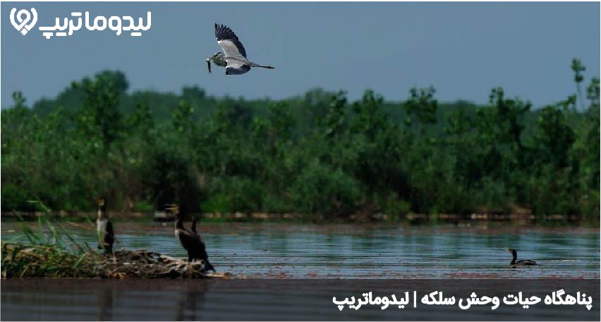 پناهگاه حیات وحش سلکه