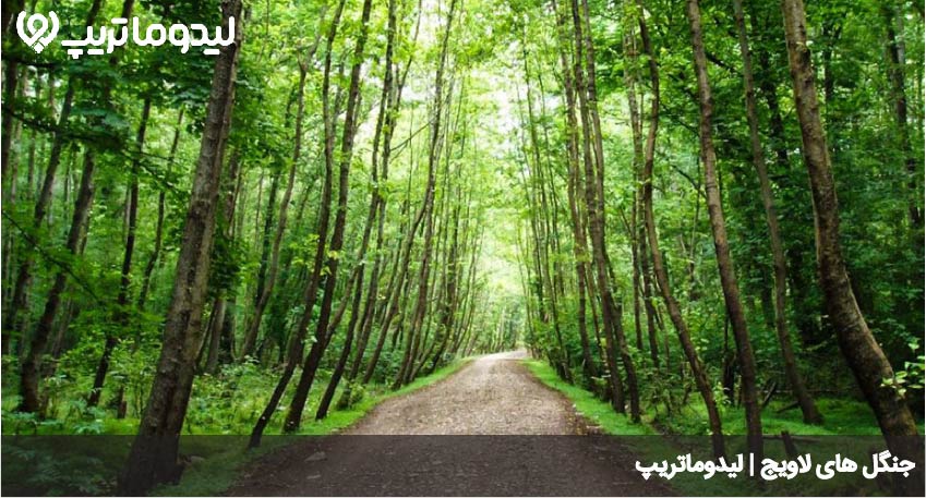 جنگل های لاویج