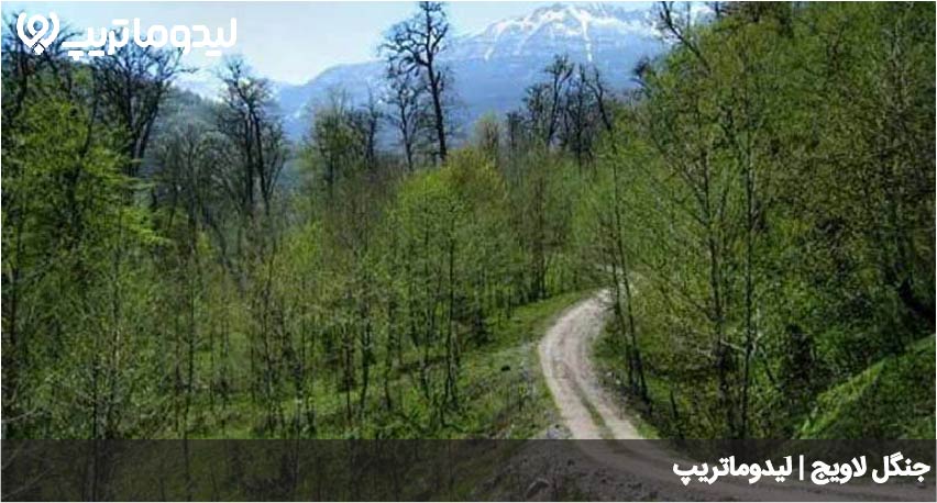 جنگل لاویج
