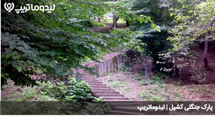 جنگل کشپل