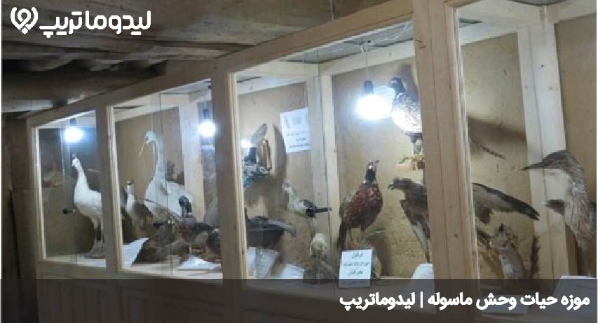 موزه حیات وحش ماسوله