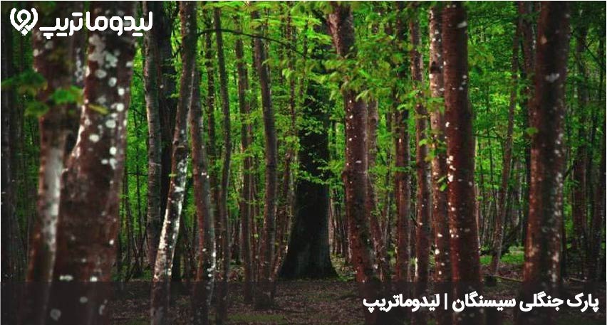پارک جنگلی سیسنگان نور